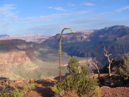 Descente du Grand Canyon