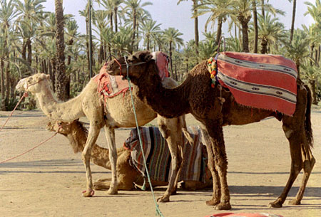 Marrakech, la Palmeraie