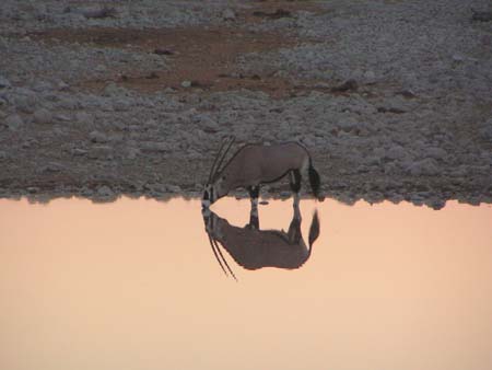 Fin de journ�e dans la savane africaine