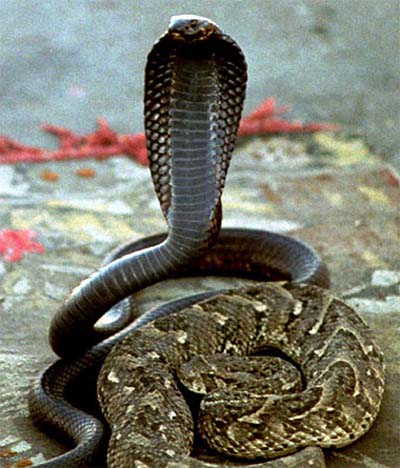 Charmeurs de serpents sur la place Djama el Fnaa