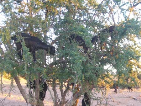 Ch�vres dans un arbre d'argan