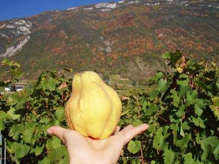 Coing savoyard