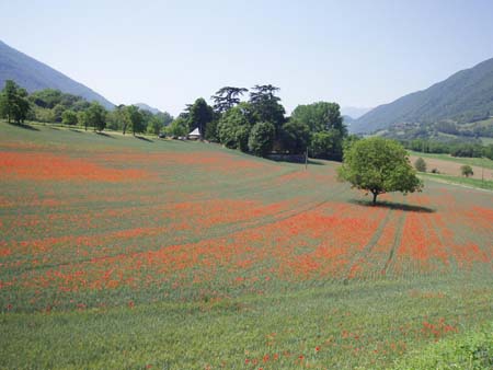 Champ de coquelicots