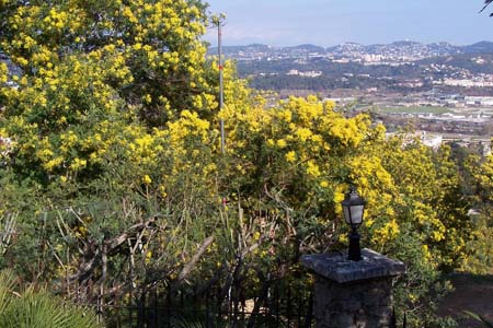 Mimosa sur la route du Tanneron