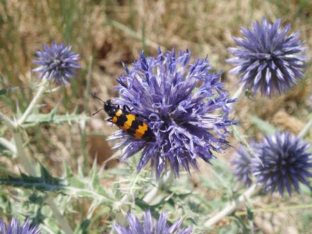 Couleurs de Provence
