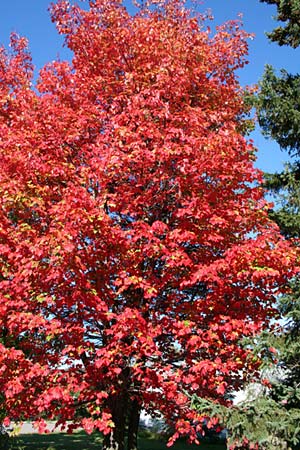 Et� indien en Mauricie