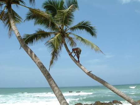 Sur un arbre perch� !