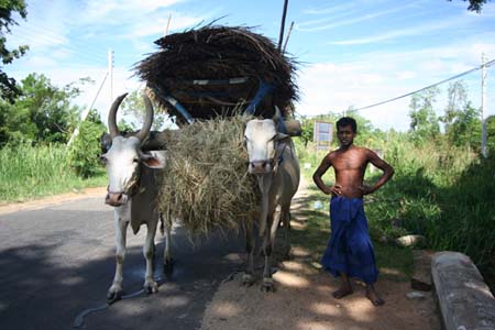 Sur la route de Dambulla