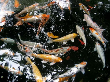 Zoo de Casela, poissons