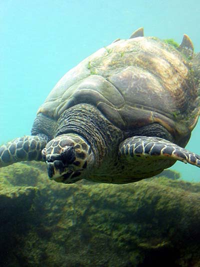 Tortue