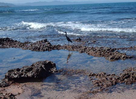 Manzanillo