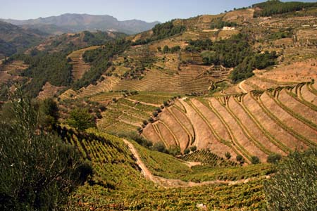 Schiste aride dans le Douro