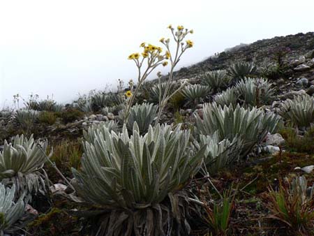 Frailejon en fleur