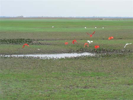 Magestueux envol d'ibis sur les Llanos