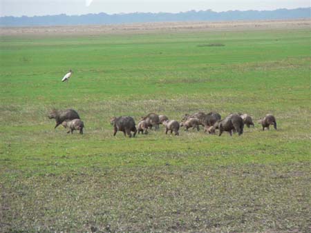 Capybaras 