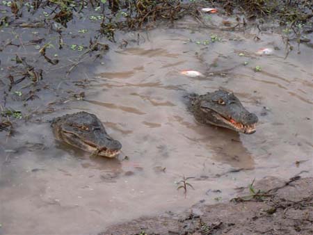 Au menu : piranhas