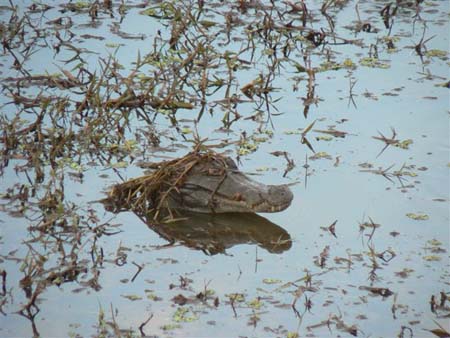 Camouflage presque r�ussi !