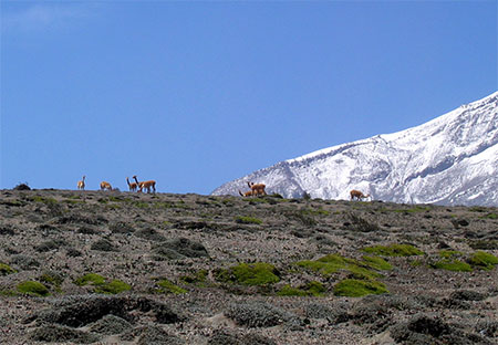 Vigognes sauvages au pied du Chimborazo