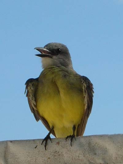 Oiseau