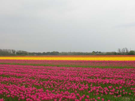 Champs de couleur en Bretagne
