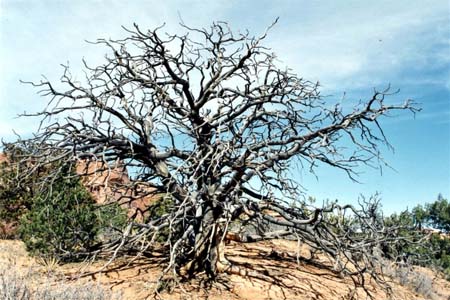 Arbre mort au parc des Arches, Utah