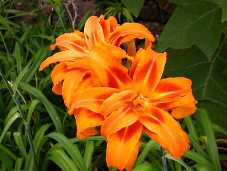 Fleurs au jardin Botanique de Funchal