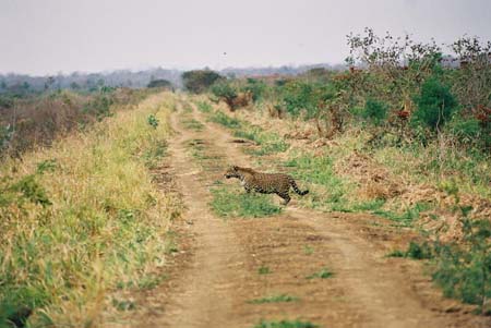 Jaguar