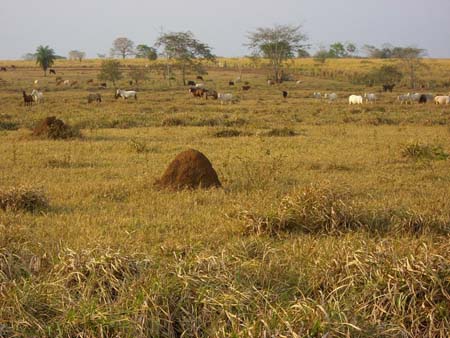 Pampa du Mato Grosso do Sul