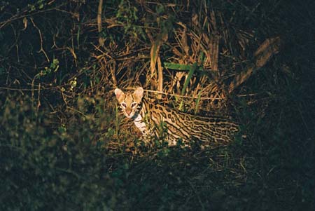 Ocelot