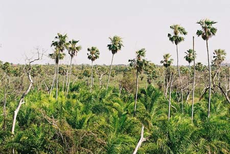 For�t dans le Pantanal
