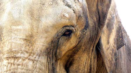 La savane pr�s de chez nous