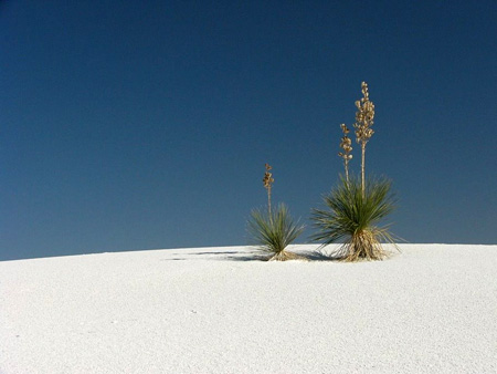 Agave � White Sands