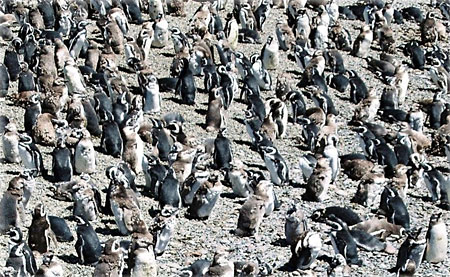 Manchots de Magellan