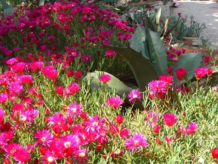 Fleurs de Batz