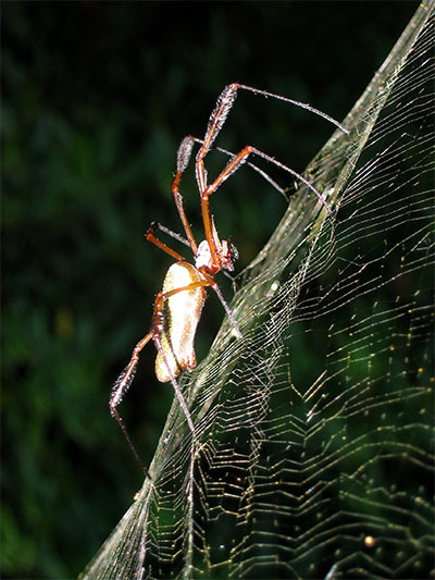 Araign�e