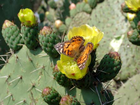 Papillon � Teotihuacan