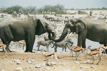 Faune africaine