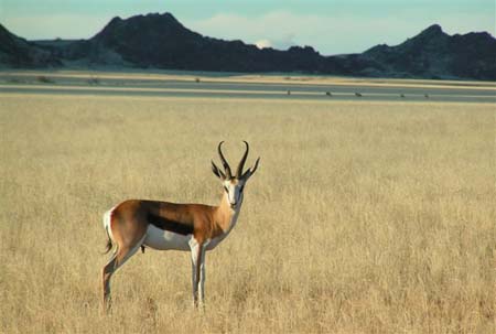 Springbok