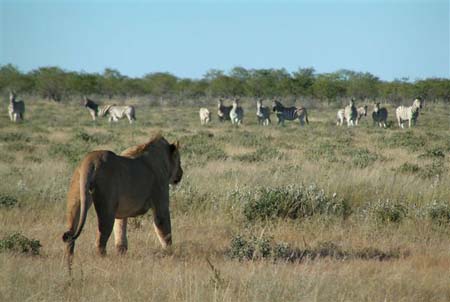 Etosha
