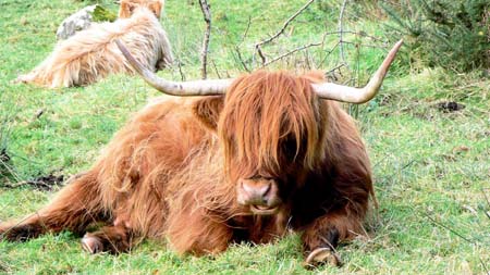Jolie vache
