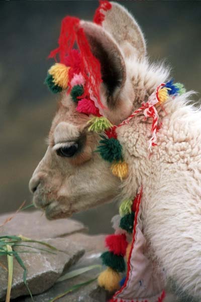 B�b� alpaga sur la route d'Arequipa