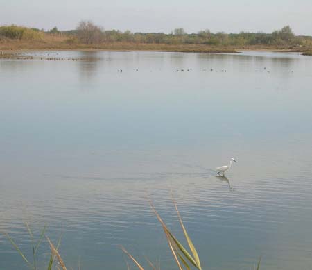 Aigrette