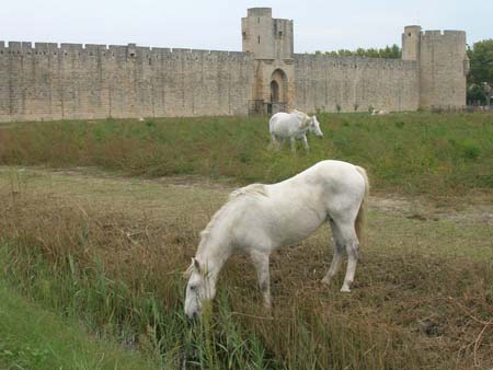 Chevaux � Aigues-Mortes