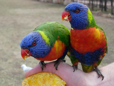 Rainbow lorikeet au zoo