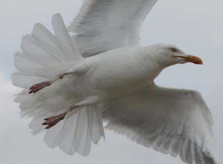 Mouette en vol sur la plage