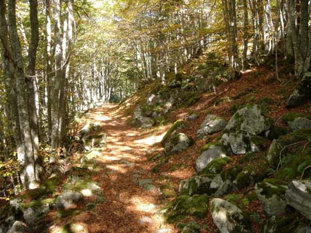 GR 10 en sous-bois 