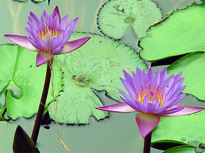Lotus