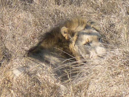 Lion dans sa savane