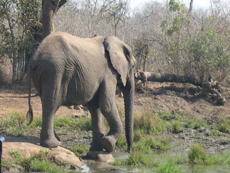 Elephant danseur?