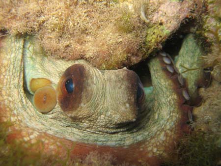 Poulpe dans sa cachette